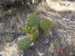 Opuntia mojavensis, Mt. Potosi, NV