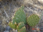 Opuntia mojavensis, Spring Mts. NV