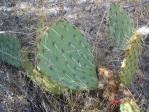 Opuntia mojavensis, Mt. Potosi, NV