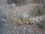 Opuntia mojavensis, Mt. Potosi, NV