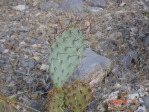 Opuntia mojavensis, Mt. Potosi, NV