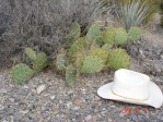 Opuntia mojavensis, Mt. Potosi, NV