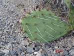 Opuntia mojavensis, Mt. Potosi, NV