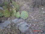 Opuntia mojavensis, Mt. Potosi, NV