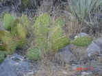 Opuntia mojavensis, Mt. Potosi, NV