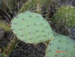 Opuntia mojavensis, Mt. Potosi, NV