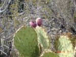 Opuntia mojavensis, fruit, Mt. Pososi, NV