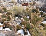 Opuntia mojavensis, 4500 ft, Mt. Pososi, NV