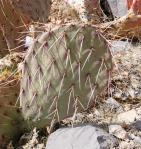 Opuntia mojavensis, winter, NV