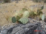 Opuntia mojavensis, 4500 ft, Mt. Pososi, NV