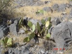 Opuntia mojavensis, 4500 ft, Mt. Pososi, NV