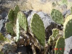 Opuntia mojavensis, 4500 ft, Mt. Pososi, NV