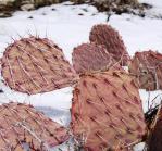 Opuntia mojavensis, 4500 ft, Mt. Pososi, NV