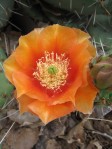 Opuntia mojavensis, Baldwin Lake, CA