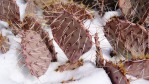 Opuntia mojavensis, winter, NV