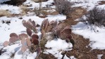 Opuntia mojavensis, winter, NV