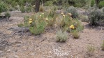 Opuntia mojavensis in flower, Mt. Potosi, NV