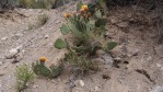 Opuntia mojavensis in flower, Mt. Potosi, NV