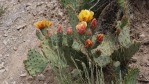 Opuntia mojavensis in flower, Mt. Potosi, NV