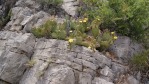 Opuntia mojavensis in flower, Mt. Potosi, NV