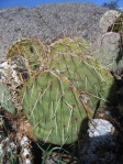 Opuntia mojavensis, Lake Cuyamaca, CA