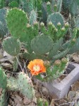 Opuntia mojavensis, Lake Cuyamaca, CA