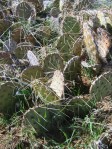 Opuntia mojavensis, Lake Cuyamaca, CA