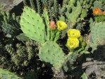 Opuntia mojavensis, near Soda Lake, CA