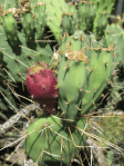 Opuntia mojavensis, near Soda Lake, CA