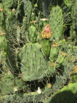 Opuntia mojavensis, near Soda Lake, CA