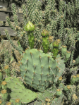 Opuntia mojavensis, with Cylindropuntia  near Soda Lake, CA