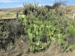 Opuntia mojavensis, near Soda Lake, CA