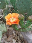 Opuntia mojavensis, garden plant