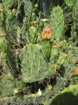 Opuntia mojavensis, garden plant