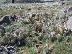 Opuntia mojavensis, near Lake Cuyamaca, CA