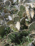 Opuntia mojavensis, near Lake Cuyamaca, CA