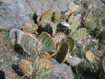 Opuntia mojavensis, near Lake Cuyama,ca CA