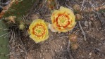 Opuntia mojavensis in flower, Mt. Potosi, NV