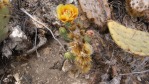 Opuntia mojavensis in flower, Mt. Potosi, NV