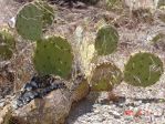 Opuntia mojavensis, Red Rock Canyon National Conservation Area, NV