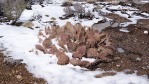 Opuntia mojavensis, 4500 ft, Mt. Pososi, NV