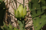 Opuntia nemoralis, flower bud, Sonnia Hill