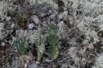 Opuntia nemoralis, Hot Springs County, AK, Sonnia Hill