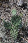 Opuntia nemoralis, Hot Springs County, AK, Sonnia Hill