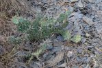 Opuntia nemoralis, Hot Springs County, AK, Sonnia Hill