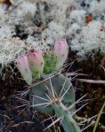 Opuntia nemoralis, Hot Springs County, AK, Sonnia Hill