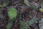 Opuntia nemoralis, Hot Springs County, AK, Sonnia Hill