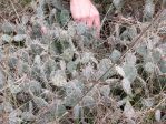 Opuntia nemoralis. near Lake Ouachita, AR, Barry Snow