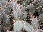 Opuntia nemoralis. near Lake Ouachita, AR