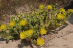 Opuntia nemoralis, in flower, Sonnia Hill